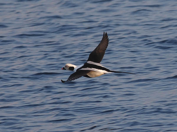 Alli, Long-tailed Duck, Clangula hyemalis